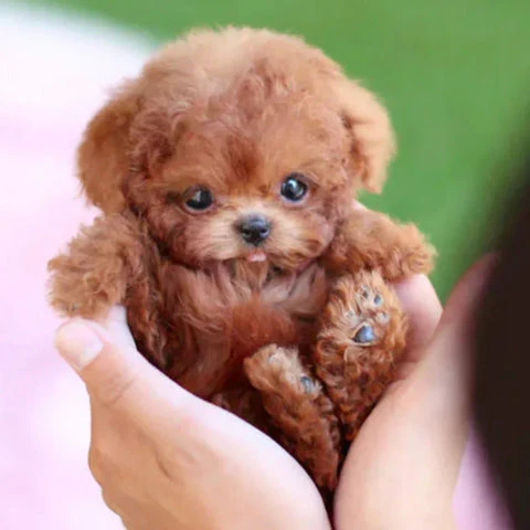 Realistic Robot Puppy (URBAN LANE GOODS LLC - AL) - Image 7