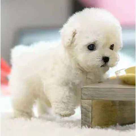 Realistic Robot Puppy (URBAN LANE GOODS LLC - AL) - Image 8