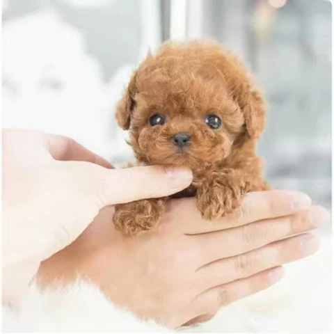 Realistic Robot Puppy (URBAN LANE GOODS LLC - AL) - Image 9